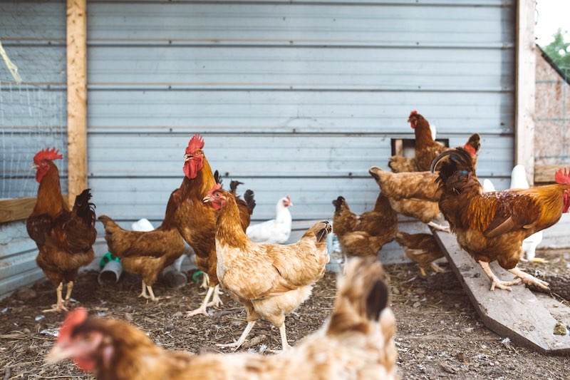 chicken farm | Ultimate Pandemic Survival Tips For Homesteaders