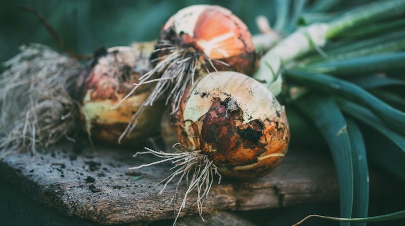 freshly picked organic onions | Homesteading Activities You Should Do This Spring | spring activities | spring activities for kids