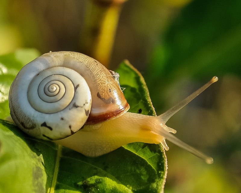 garden snail | Ultimate Pandemic Survival Tips For Homesteaders