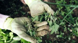 Gardening Homestead | Non-Toxic Weed Control Tips To Boost Your Garden's Harvest | Featured
