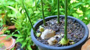 Ginger sprouts in plastic pot | How To Grow Ginger For Fresh Harvest All Year Round | how do you grow ginger | Featured