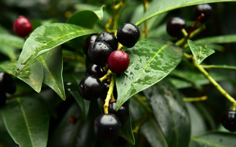 Growing black cherries in a vine | Fast Bearing Fruits You Need To Plant In Your Homestead 