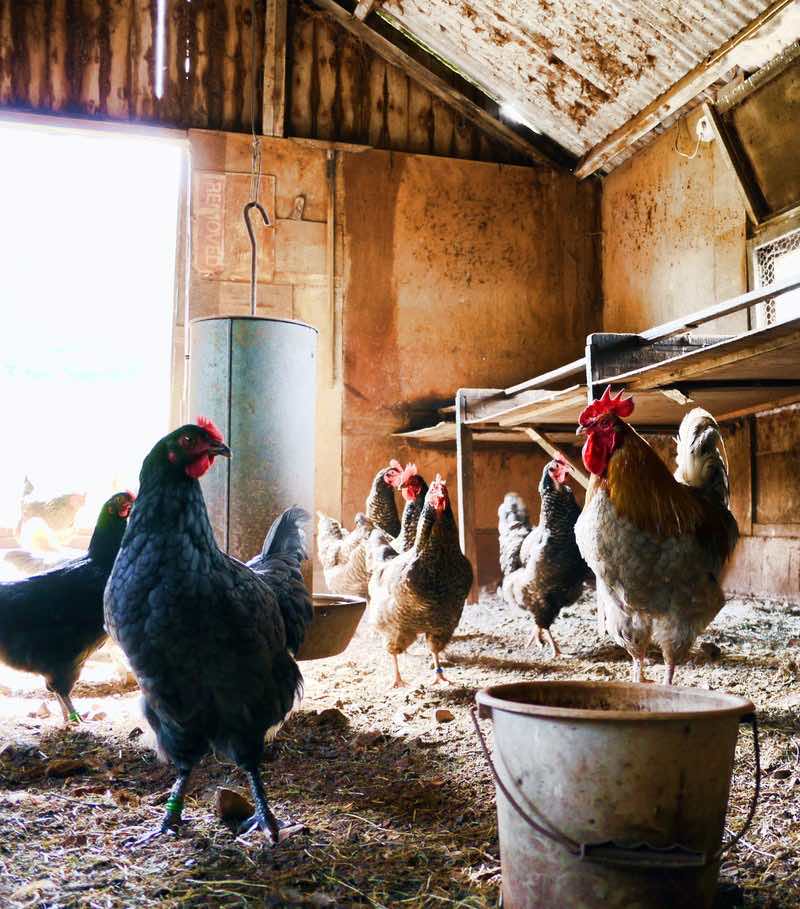 Herd Of Hen | Homesteading Activities You Should Do This Spring While On Quarantine