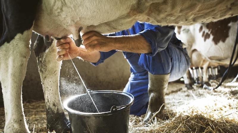 person milking a cow | Homesteading Activities You Should Do This Spring | spring activities | fun spring activities