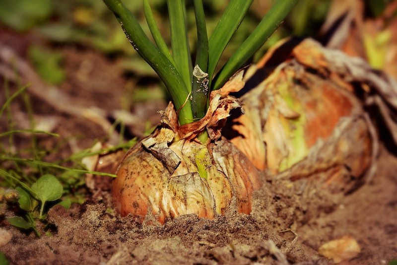 Onion Plant | Non-Toxic Weed Control Tips To Boost Your Garden's Harvest