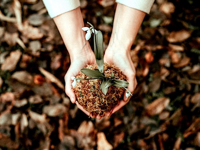 Person Holding White Flower | Effective Soil And Water Conservation Tips For Homesteading