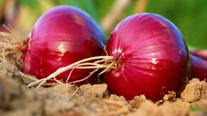 Red onions on the soil | Grow Red Onions In Your Homestead In 3 Easy Ways | when to harvest red onions | Featured