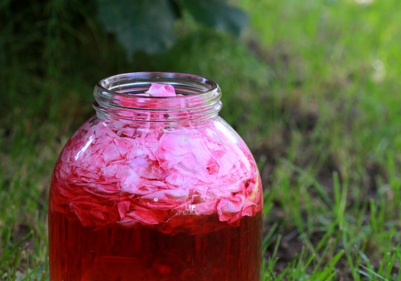 rose petals glass jar producing homemade | essential oil extractor