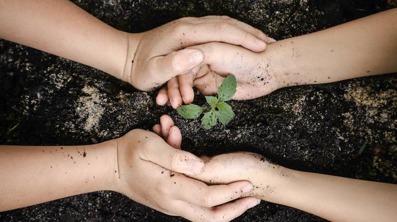 seedling of young plant and soil in child hand | Homesteading Activities You Should Do This Spring | spring activities | spring activities for toddlers