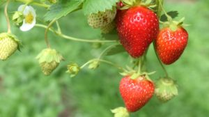 strawberry plant | A Gardener's Guide on How To Grow Strawberries | planting strawberries | featured
