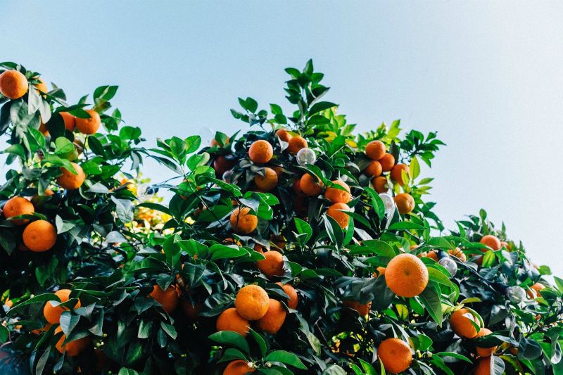 Tangerines growing in trees | Fast Bearing Fruits You Need To Plant In Your Homestead 