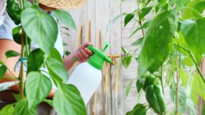 Woman in vegetable garden sprays pesticide on leaf of plant | Homemade Organic Insecticides For Homestead Farming | Featured