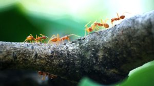 ants on tree | Homemade Ant Trap To Keep Them Away From Your Home | featured