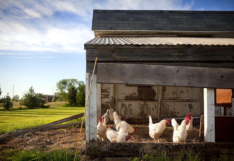 chicken coop door | How To Build A Practical Pallet Chicken Coop | pallet chicken coop plans