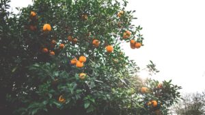 fruit trees | Fast Bearing Fruits You Need To Plant In Your Homestead | featured