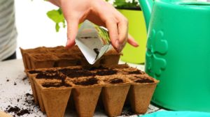 Seeds, gardener prepares the seedlings | Best Indoor Herb Garden Kits Perfect For Urban Homesteading | kitchen herb garden kits | Featured
