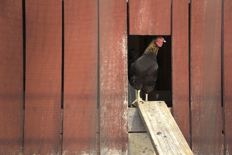 small chicken door | How To Build A Practical Pallet Chicken Coop | pallet chicken coop