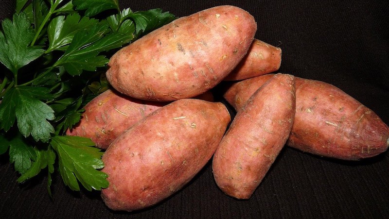 sweet potatoes | Fastest Growing Vegetables That You Should Plant In Your Garden | planting crops