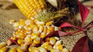 Corn Kernel | How To Can Corn In 5 Easy Steps | Featured