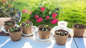 seedlings in multiple pots | How Often To Water Seedlings | Important Tips | how to germinate seeds | featured