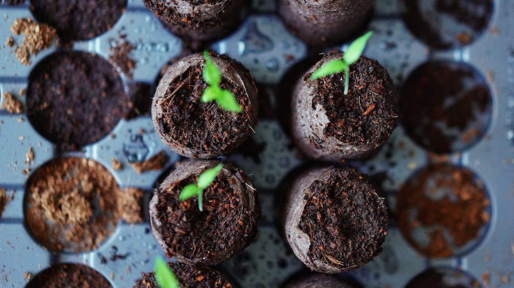 seedlings-in-pots-how-often-to-water-seedlings-us-featured