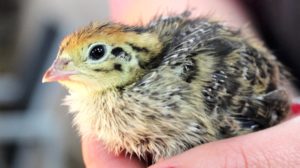 small quail chick | Raising Quail | How To Properly Care For Quail Chicks | quail eggs | featured