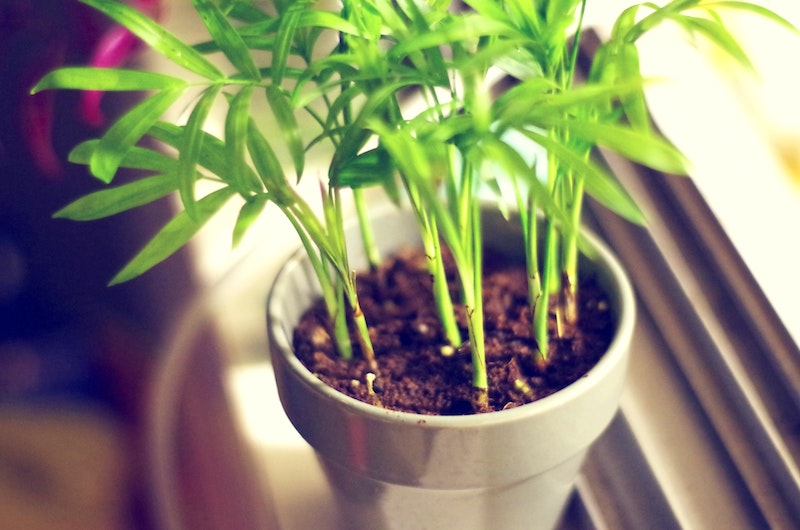 thick seedlings | How Often To Water Seedlings | Important Tips | how often to water seedlings