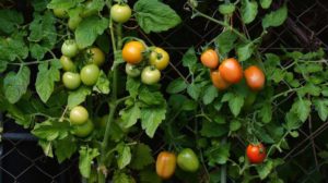 tomato bush | DIY Tomato Cages and Stakes To Properly Support Your Tomato Plants | diy tomato stake | featured