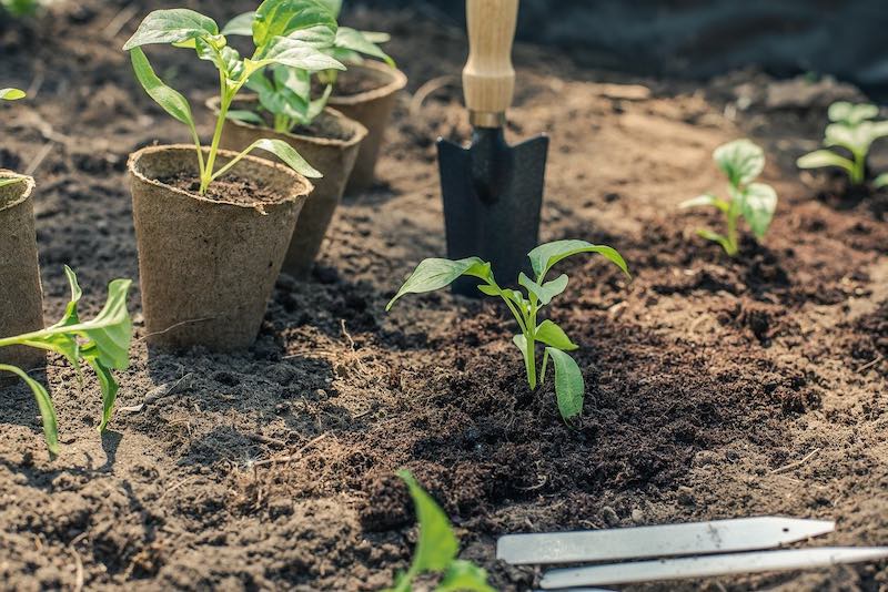 transplant pot plants | How Often To Water Seedlings | Important Tips | water seedlings
