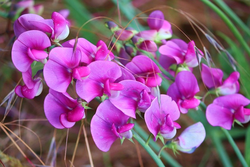 violette Blüten | Was ist die beste Zeit, um Pflanzen im Sommer zu gießen | beste zeit zum gießen von pflanzen