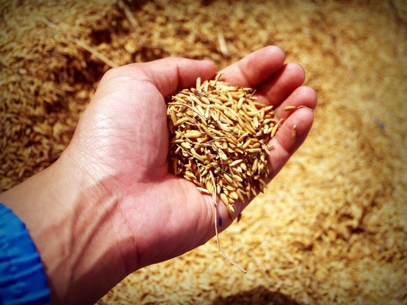 wheat in hands | How To Mix Your Own Pig Feed And Save Money | how to feed pigs