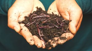 worms and soil on hand | How To Start Your Own Worm Composting Bin | Featured