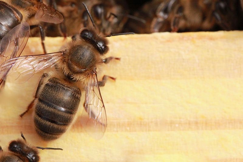 Apis-mellifera-mellifera | honey bees