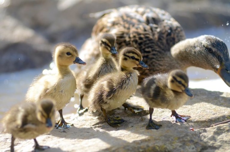 K53ukqisraA-brown-ducklings-on-gray-rock-photo | duck breeds