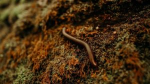 worm | Best Types of Compost Worms For Your Worm Farm | Featured
