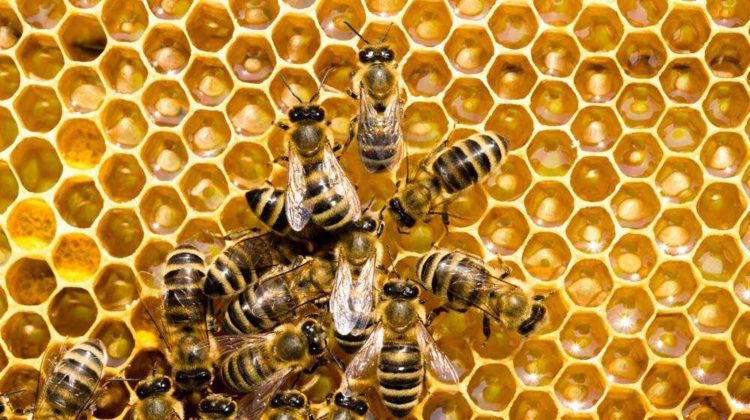 MADesC2vkfE-bees-on-honeycells | Best Types Of Honey Bees For Your Bee Farm | featured