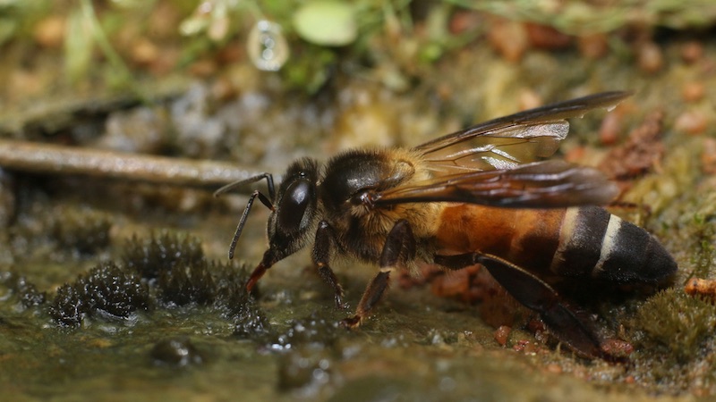 beautiful-image-giant-himalayan-honey-bee-1810106539 | beehive