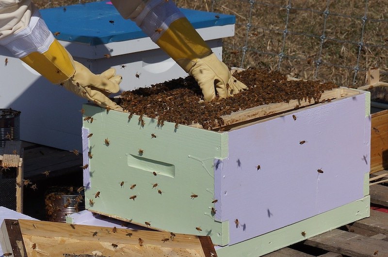 bee hive | Beekeeping Starter Kit: Essential Supplies You Need To Get Started | beekeeping starter kit