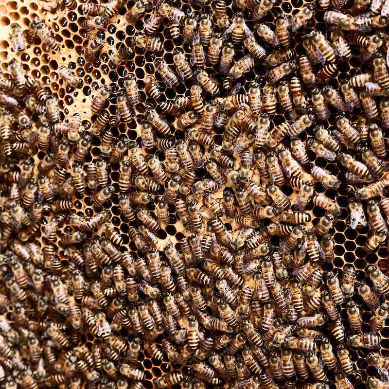 colony of bees | Beekeeping Starter Kit: Essential Supplies You Need To Get Started | beekeeping