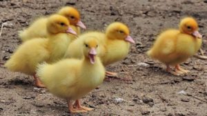 chicken-entenkuecken-ducks-duckling | Ultimate Guide To Raising Ducklings For Beginners | featured