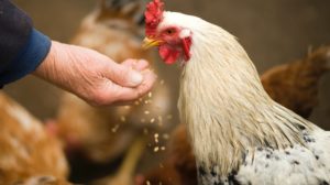 Chickens | Chicken Scratch Feed For Your Chickens | Pros And Cons | Featured