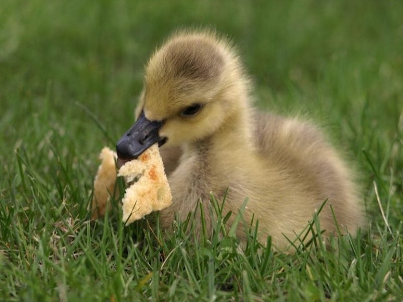 duck-duckling-bread-eating-cute | duck coop