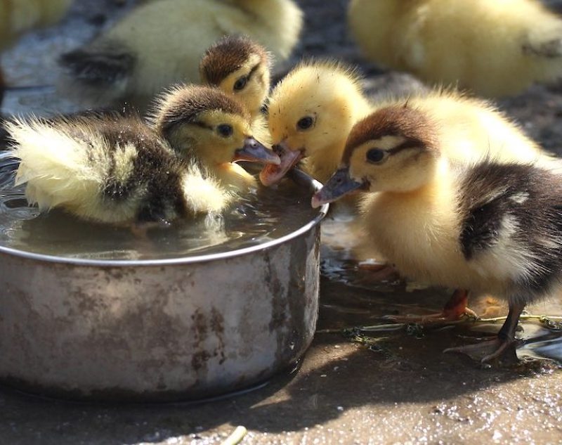 duckling-fluffy-cute-birds-small | duckling care