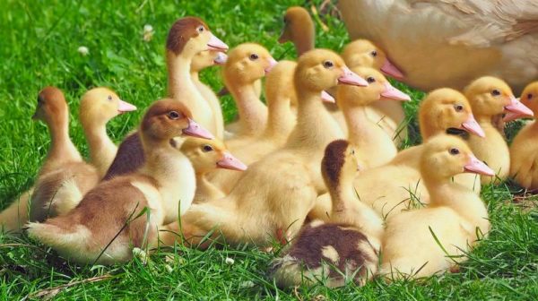 How To Raise Ducks For Eggs | Tips & Tricks | Homesteading