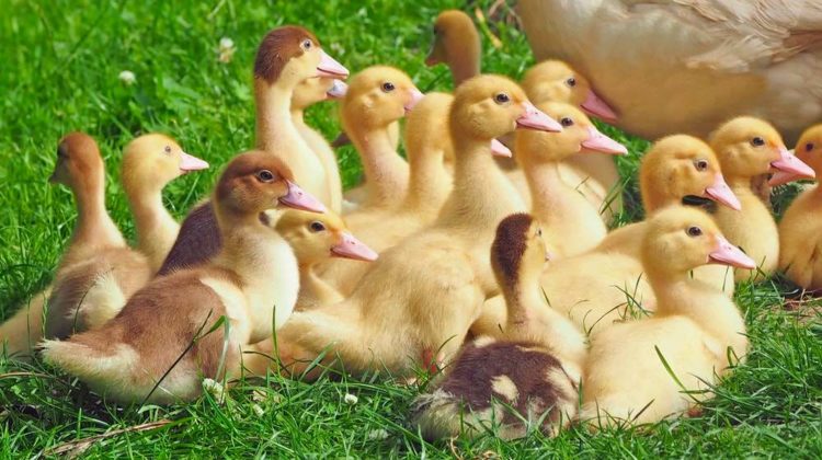 Ducklings At Green Grass Fields | How To Raise Ducks For Eggs | Tips & Tricks| Featured