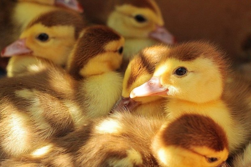 ducklings-young-cute-animals-duck | raising ducks