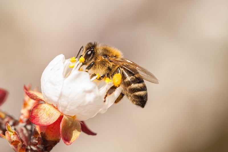 european-honey-bee-apis-mellifera-on-409217572 | honey