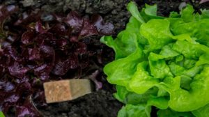 Food Healthy Macro lettuce | 7 Must-Know Tips When Growing Lettuce In Summer | Featured