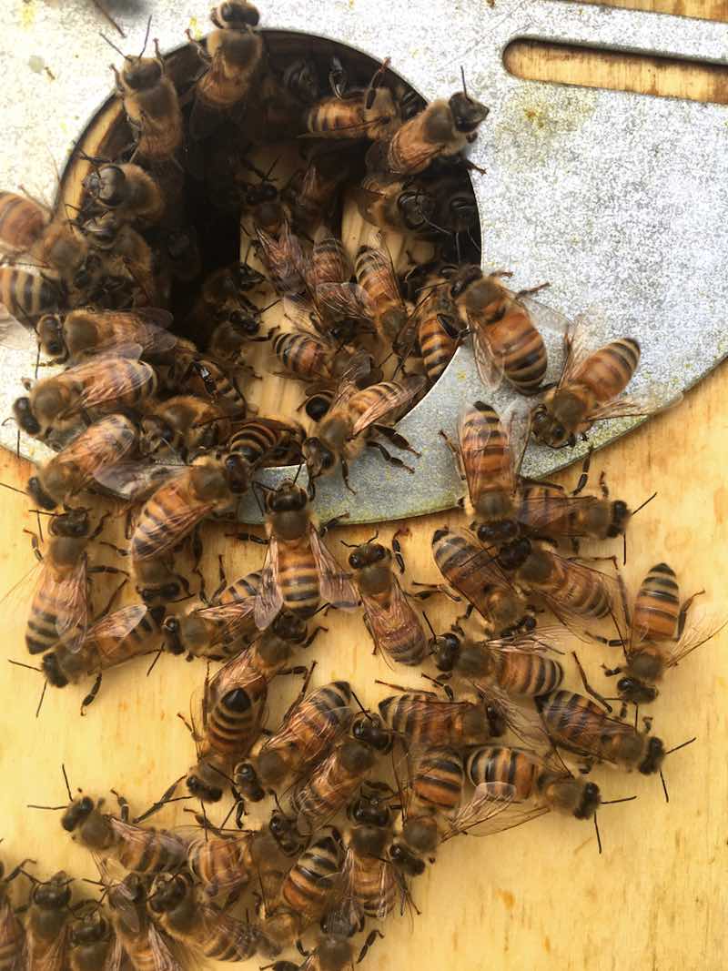 italian-beekeeping-bees-honey-1711402018 | bees