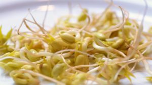 Mung Beans | How To Grow Sprouts At Home In Just 1 Week | Featured